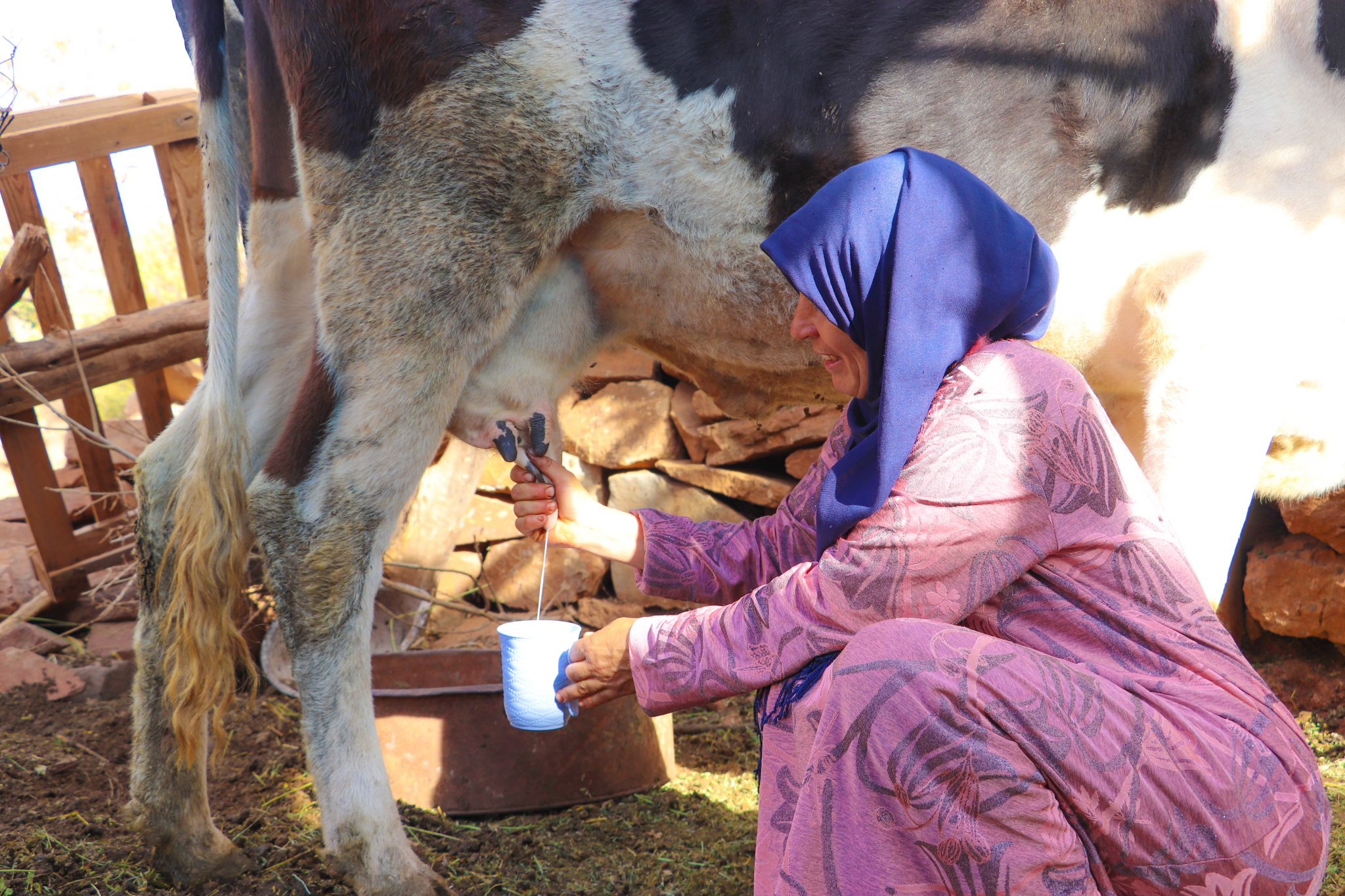 30 Amazigh farmers participate in Farmer Field School on livestock management